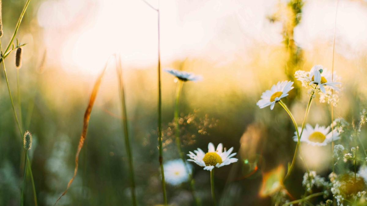 EIZO Frühlings-Promotion