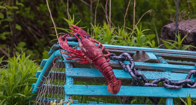 Die neuen Funktionen von Lobster_pim