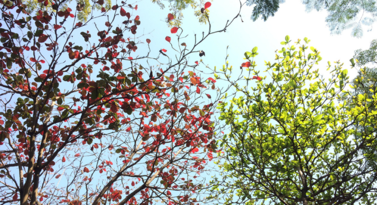 Migration auf Acrobat DC – Jetzt ist der perfekte Zeitpunkt