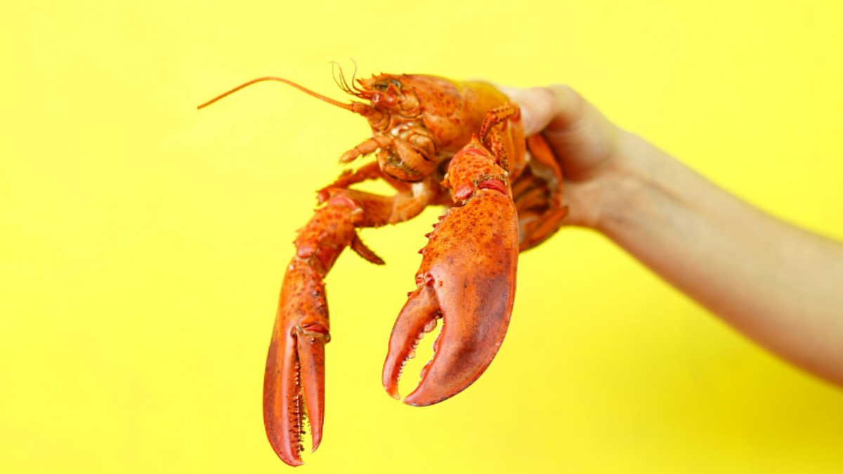 Neues bei Lobster_pim